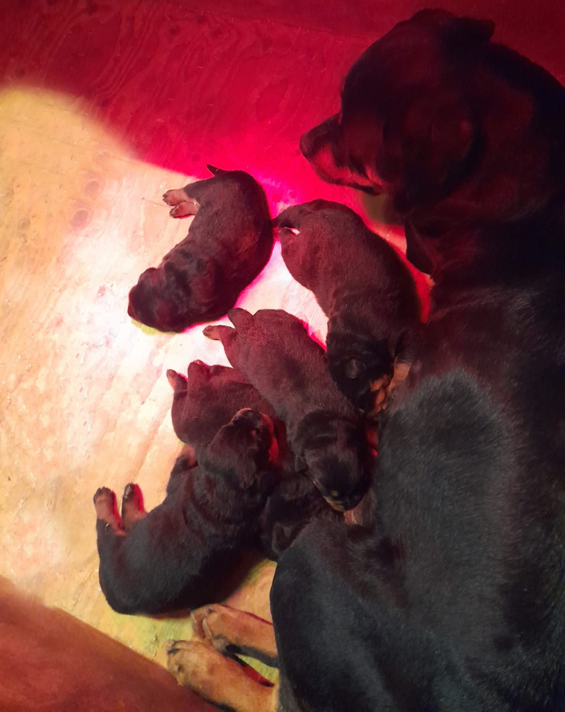 Die Welpen sind eine Woche alt.